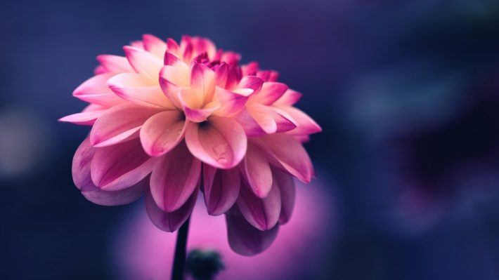 Bloom Where You Are Planted...